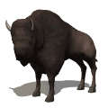 bison_looking_md_wht.gif